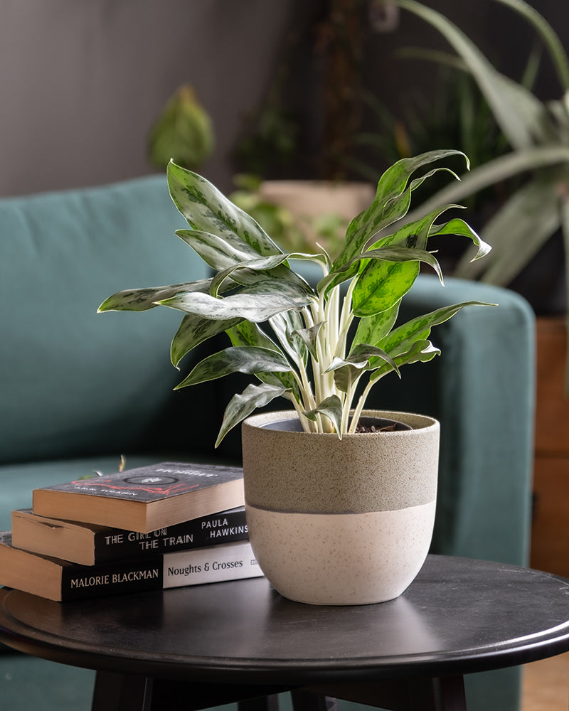 feey-variado-aglaonema-greyhound-kolbenfaden-ohne-topf image 4