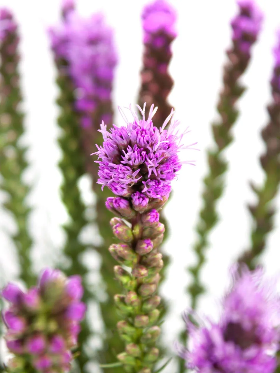 blumigo-liatris-spicata-schnittblume-violett image 1
