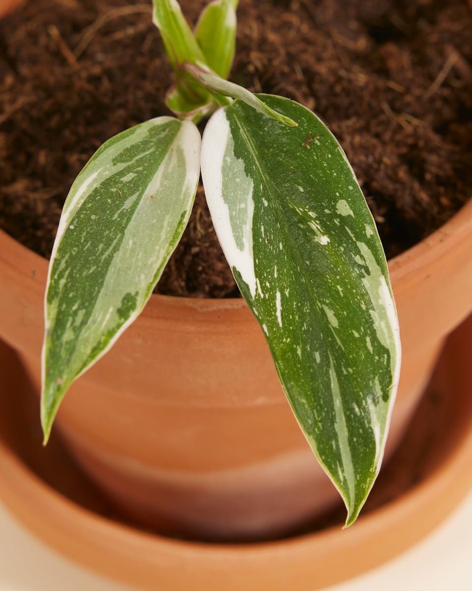 plnts-babyplnts-philodendron-white-princess-zimmerpflanze-8cm image 3