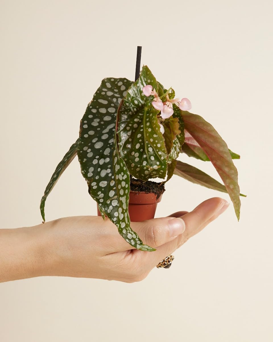 plnts-baby-begonia-maculata-zimmerpflanze-15-cm image 2