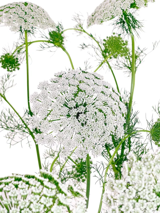 blumigo-ammi-majus-bindegr-n-wei-gr-n-frisches-blattwerk image 1