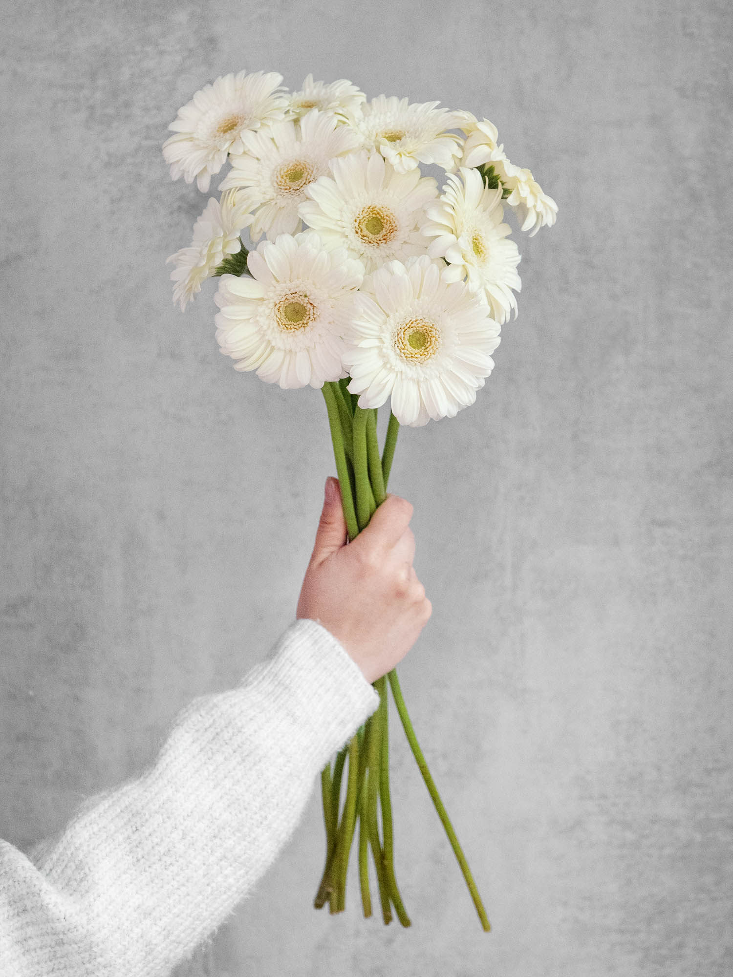 blumigo-gerbera-mini-bianchi-schnittblume-wei image 2