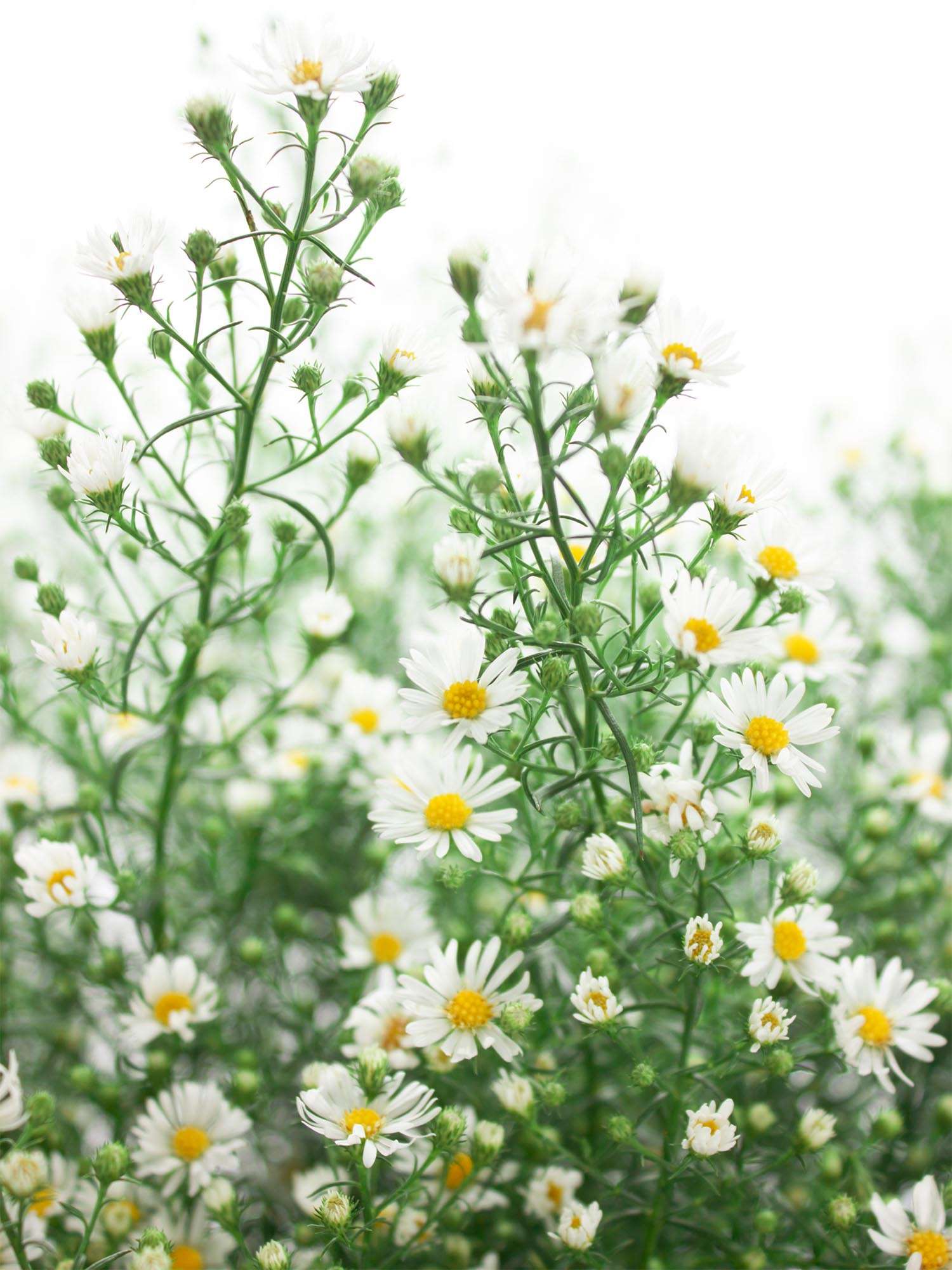 blumigo-blattwerk-septemberkraut-bindegr-n-wei-bund image 4