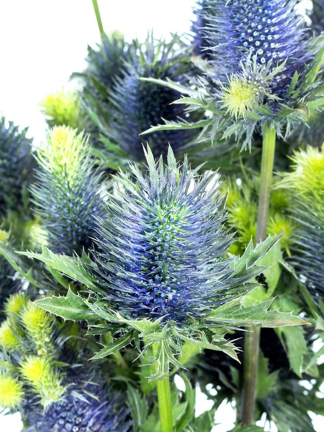 blumigo-disteln-xl-supernova-qstar-blau-schnittblume image 1