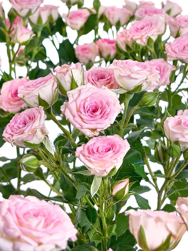 blumigo-rosen-creamy-twister-rosa-wei-verzweigt image 1