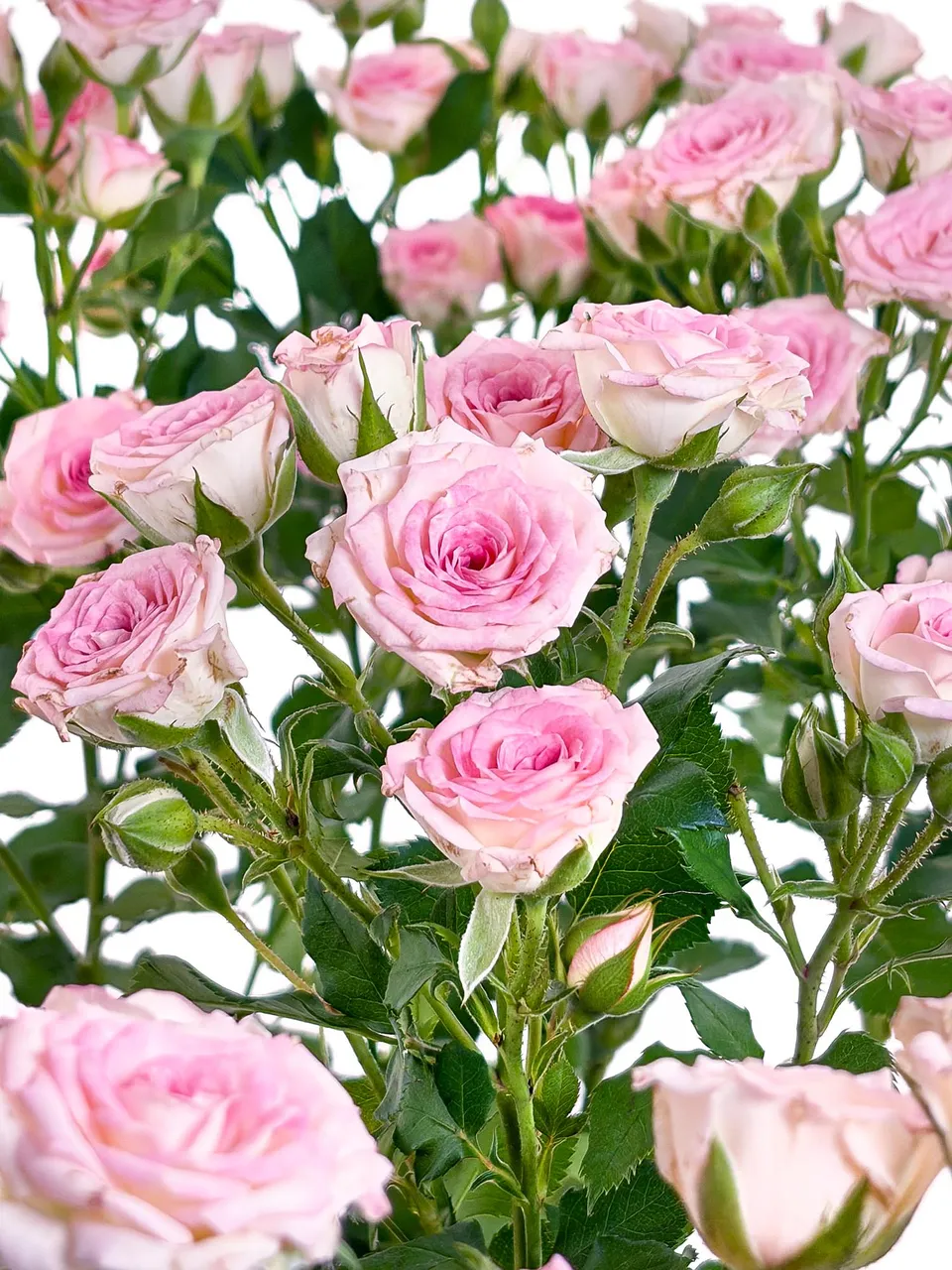 blumigo-rosen-creamy-twister-rosa-wei-verzweigt image 1