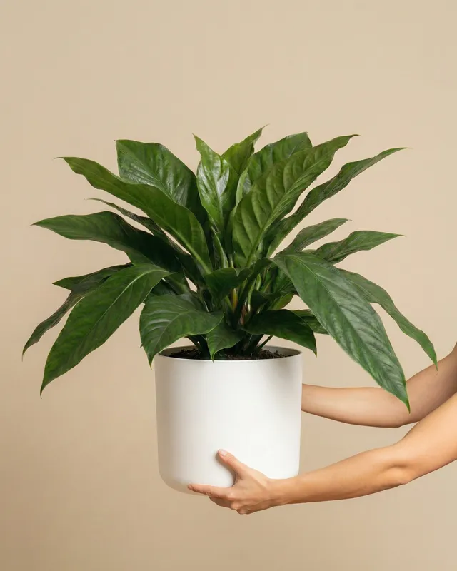 feey-variado-anthurium-jungle-bush-xl-zimmerpflanze image 1