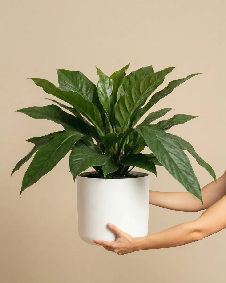 feey-variado-anthurium-jungle-bush-xl-zimmerpflanze image 1