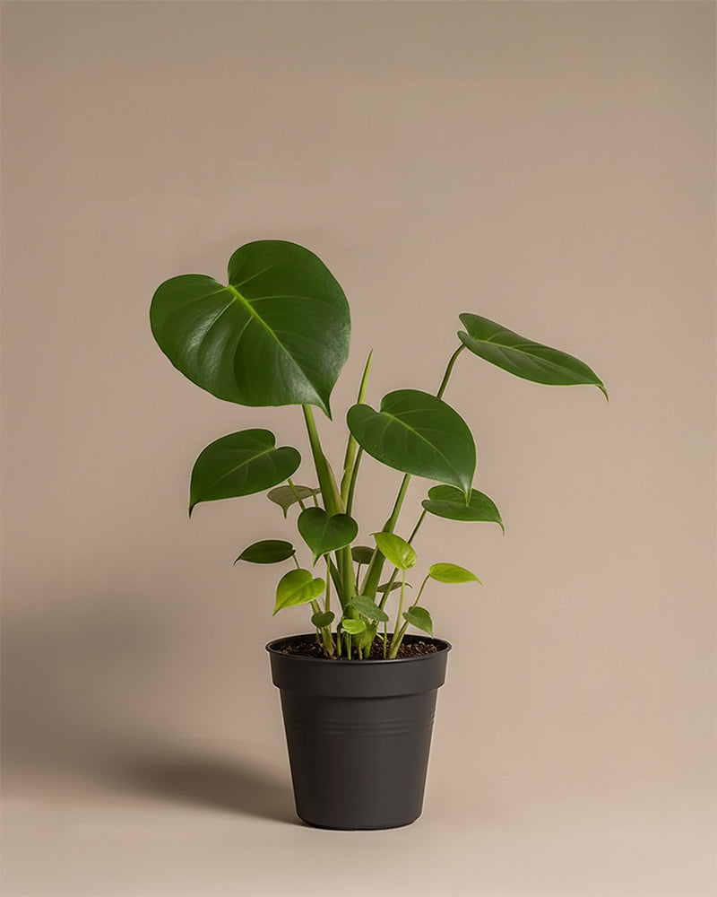 feey-variado-monstera-deliciosa-fensterblatt-ohne-bertopf image 3
