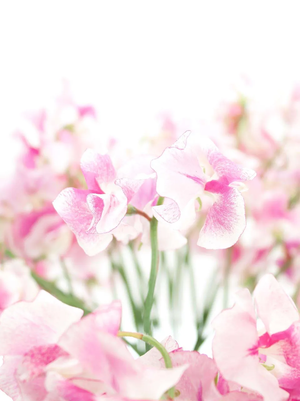 blumigo-rosen-wicken-wedding-rose-schnittblume-pink-wei image 1