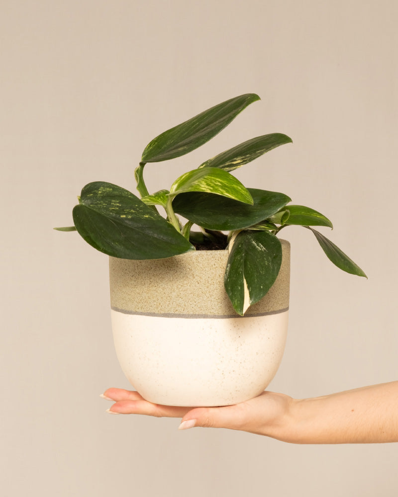 feey-variado-monstera-standleyana-zimmerpflanze-ohne-bertopf image 1