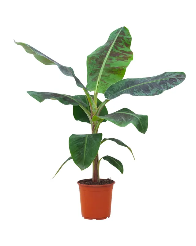 plnts-rareplnts-musa-dwarf-cavendish-bananenpflanze-90cm image 1