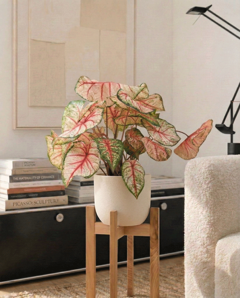feey-variado-caladium-rhapsody-zimmerpflanze-ohne-topf image 7
