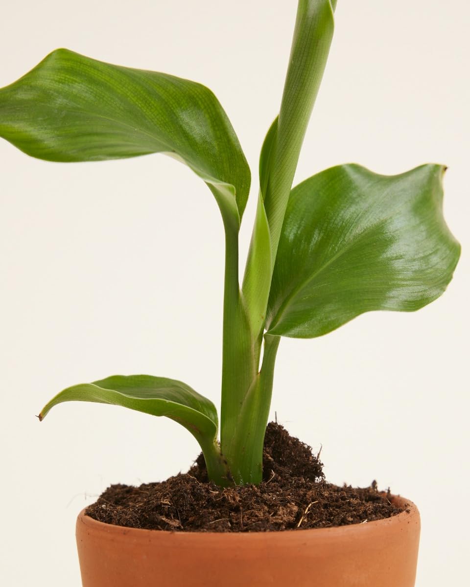 plnts-babyplnts-strelitzia-nicolai-zimmerpflanze-15cm image 4