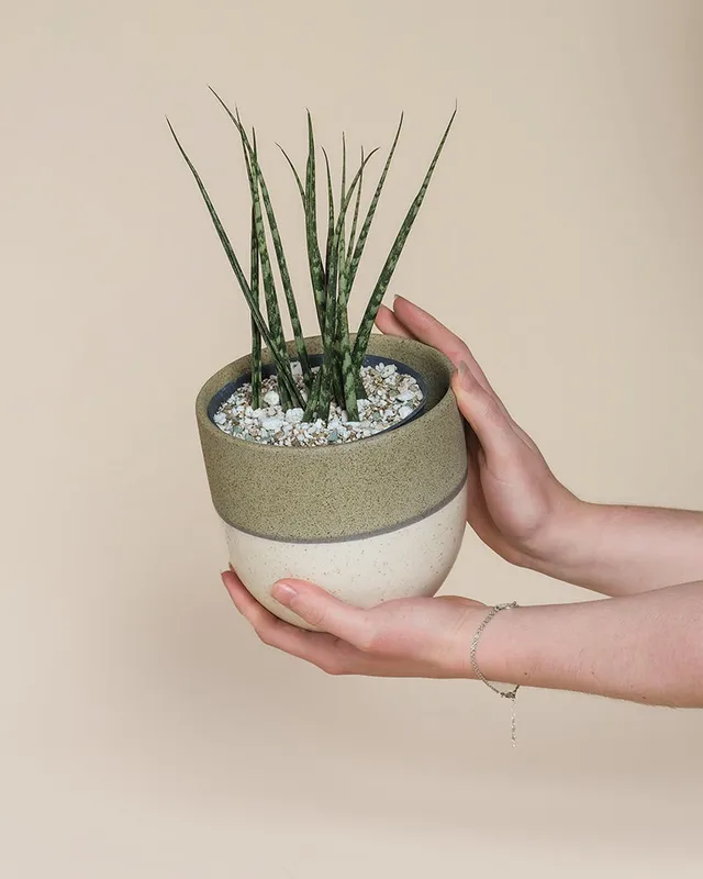 feey-variado-sansevieria-mikado-zimmerpflanze-pflegeleicht image 1