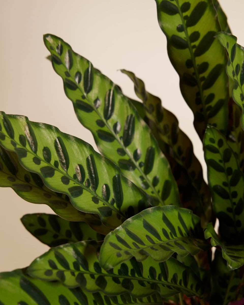 plnts-rareplnts-calathea-insigne-zimmerpflanze-60-cm image 4