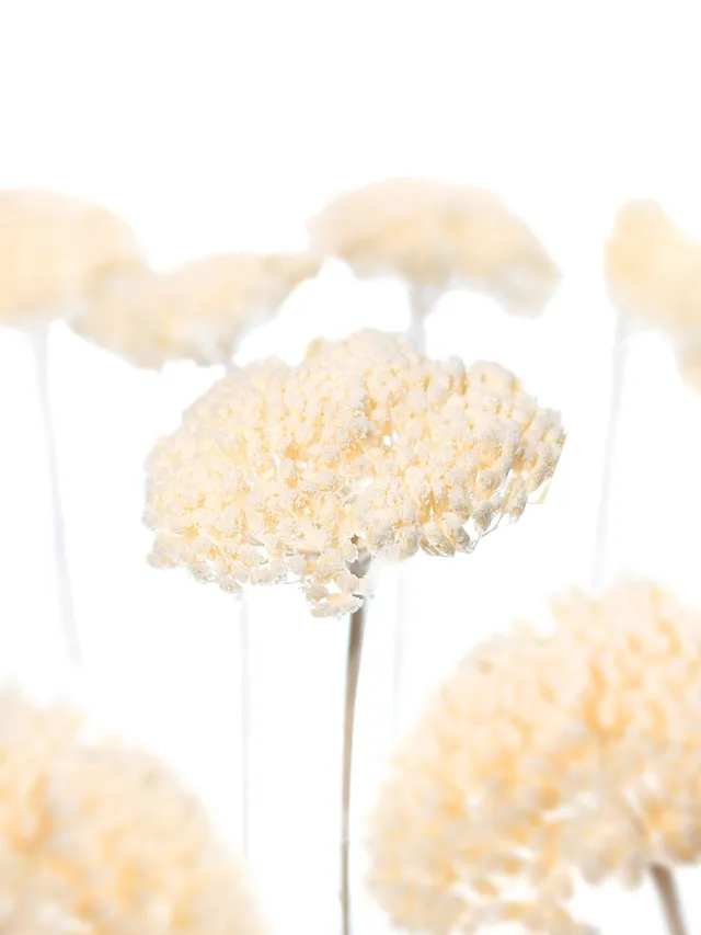 blumigo-trockenblumen-achillea-schafgarbe-gebleicht image 1