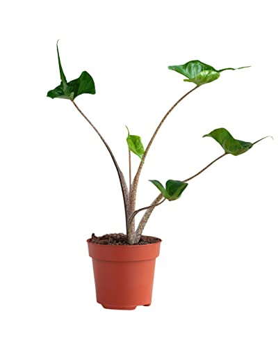 plnts-rareplnts-alocasia-stingray-zimmerpflanze-35cm image 8