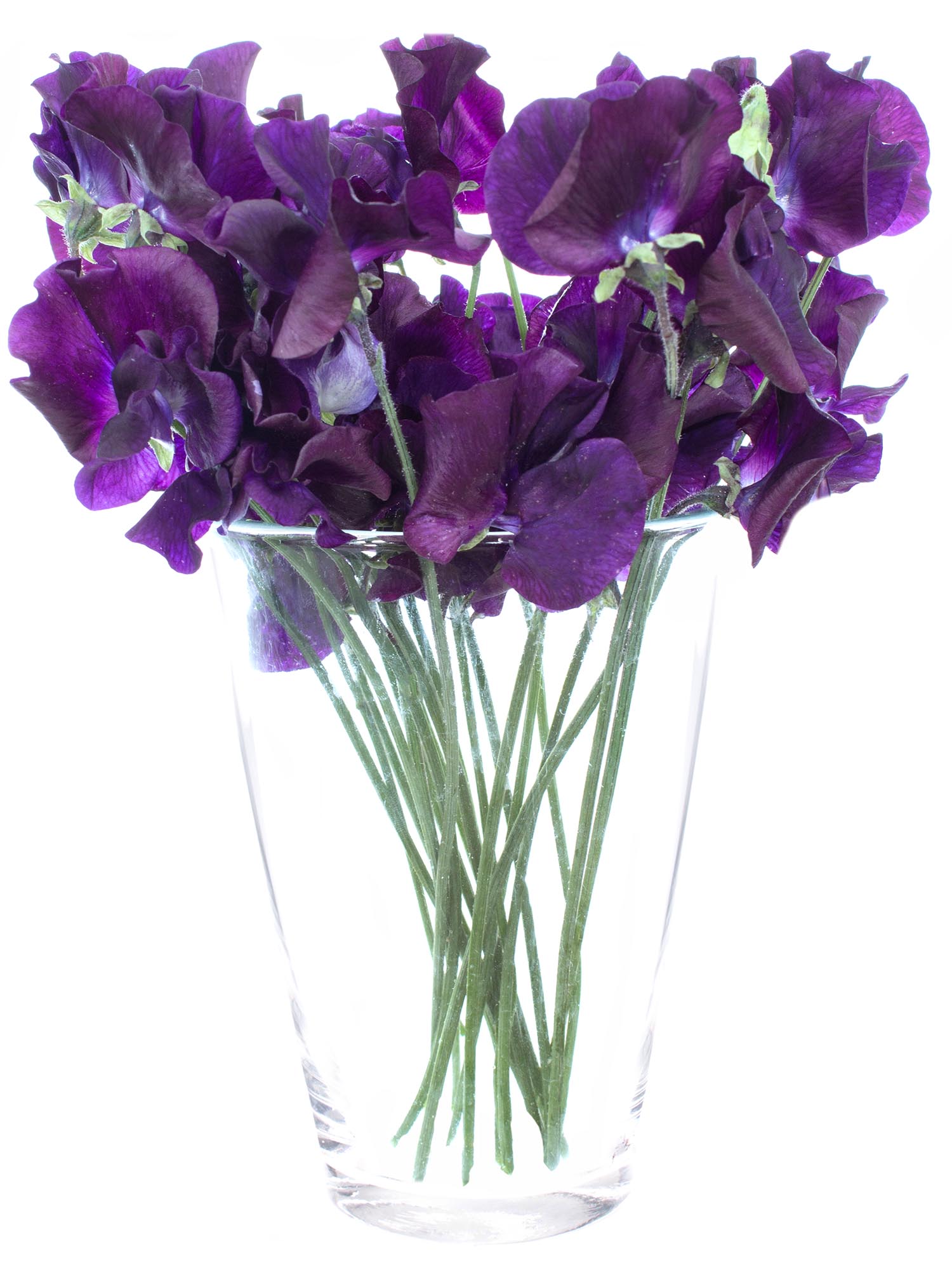 blumigo-wicken-sunshine-navy-schnittblumen-violett-duftend image 2