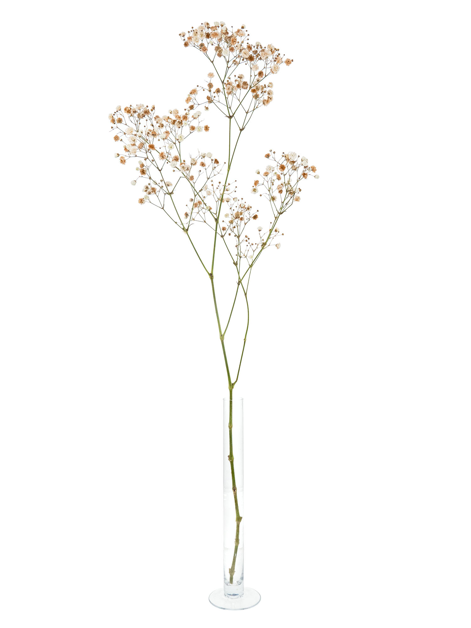 blumigo-schleierkraut-brownie-schleierkraut-kaffee-braun-trocken image 3