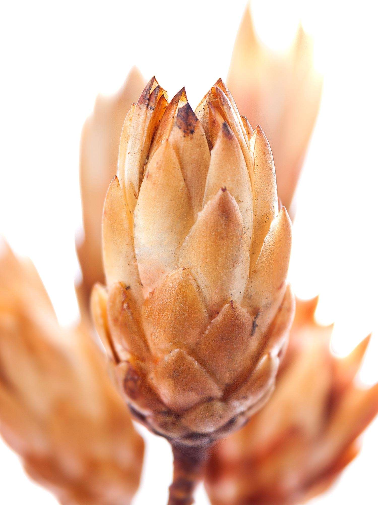 blumigo-protea-repens-trockenblumen-natur-3-st-ck-creme image 4