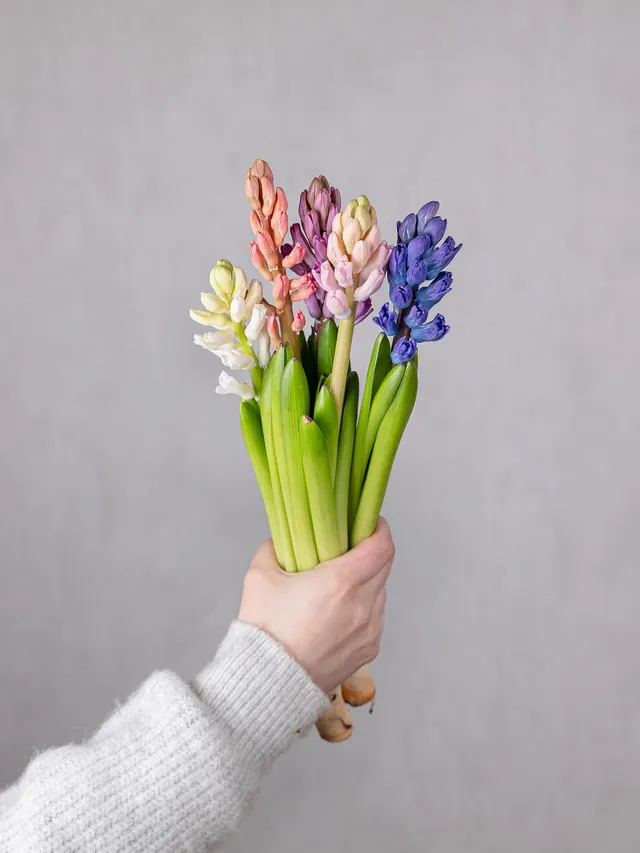 blumigo-fr-hlingsknollen-hyazinthen-bunte-mischung-blumenzwiebel image 1