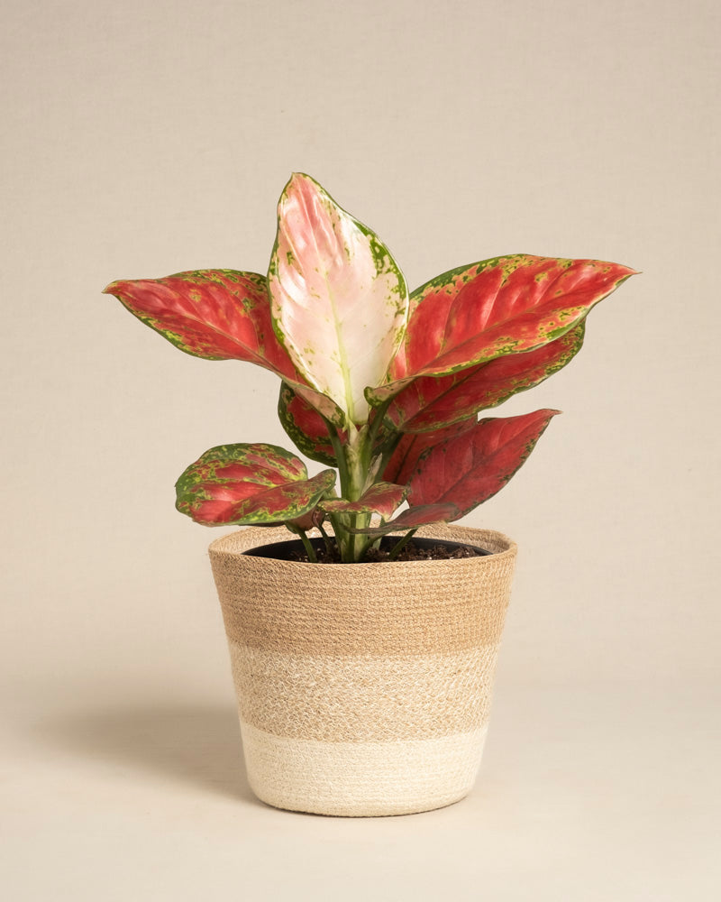 feey-variado-aglaonema-cayenne-red-ohne-bertopf-bunt image 6