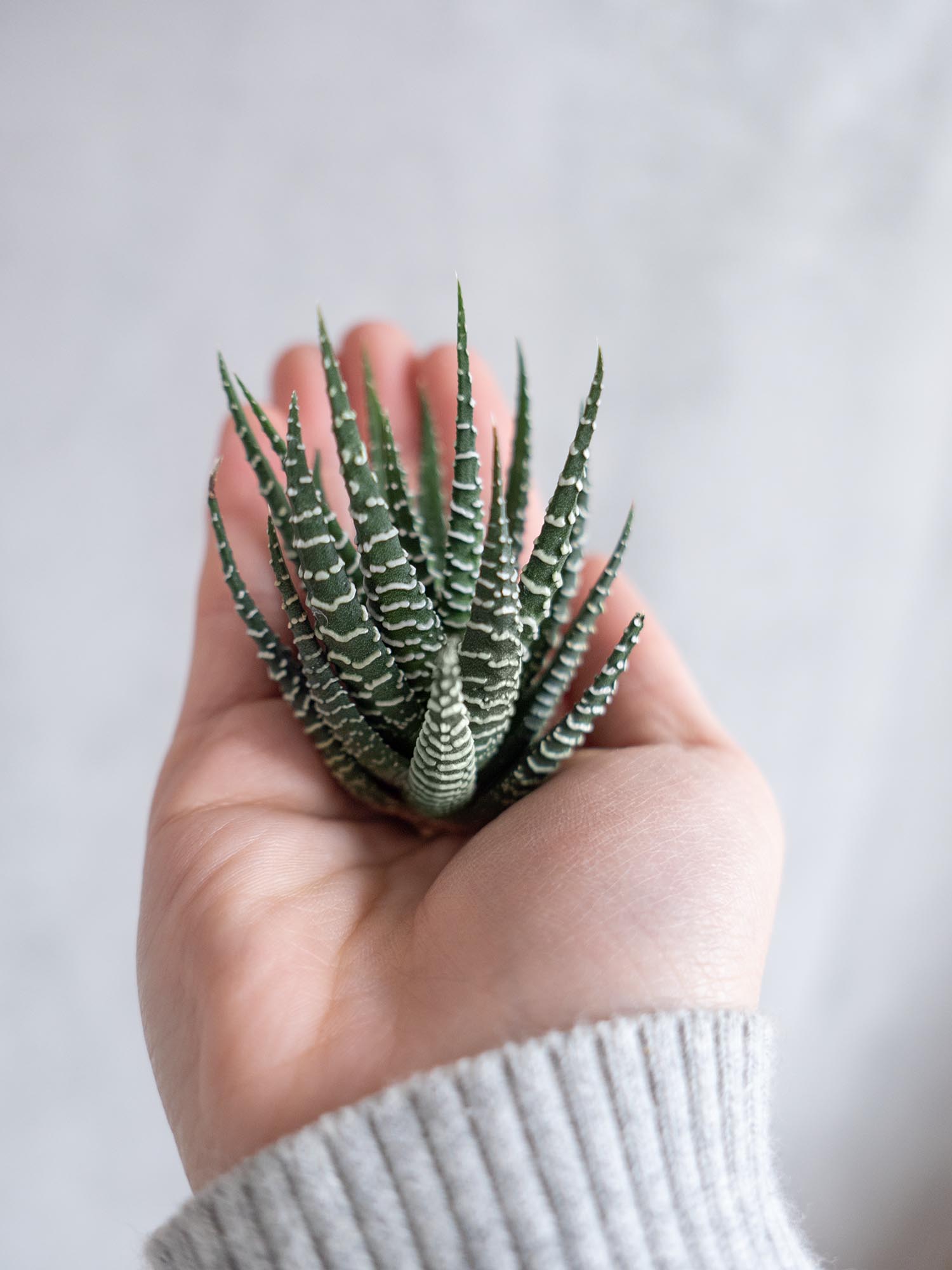 blumigo-blattwerk-sukkulenten-haworthia-fasciata-gr-n-wei image 3