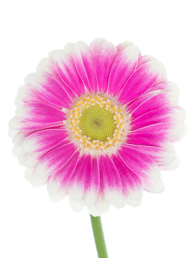 blumigo-gerbera-mini-lets-dance-schnittblume-pink-wei image 1
