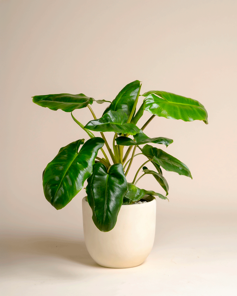 feey-variado-philodendron-burle-marx-zimmerpflanze-ohne-bertopf image 5
