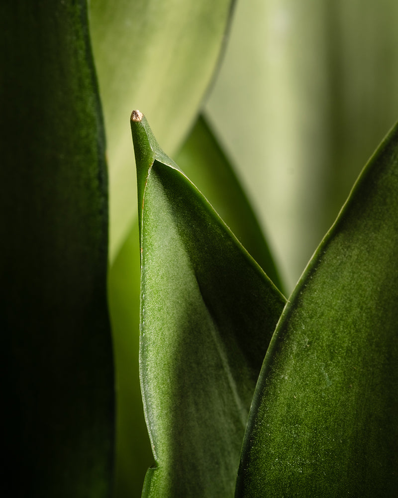 feey-variado-sansevieria-moonshine-gro-bogenhanf image 6