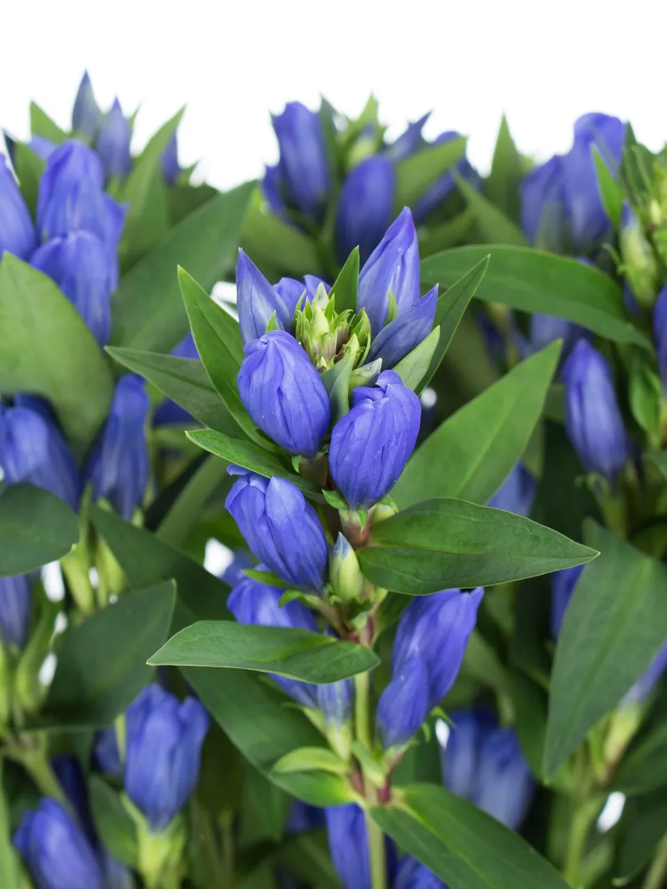 blumigo-blattwerk-enzian-blue-sky-stiel-blau image 1
