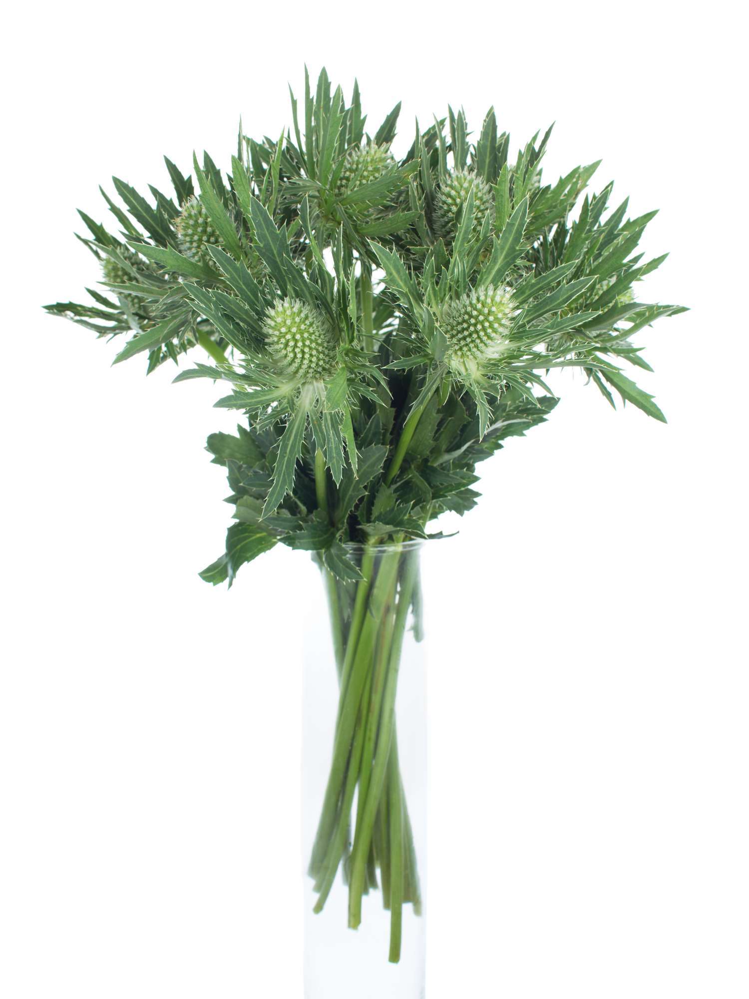 blumigo-disteln-sirius-qstar-schnittblumen-gr-n-silber image 2