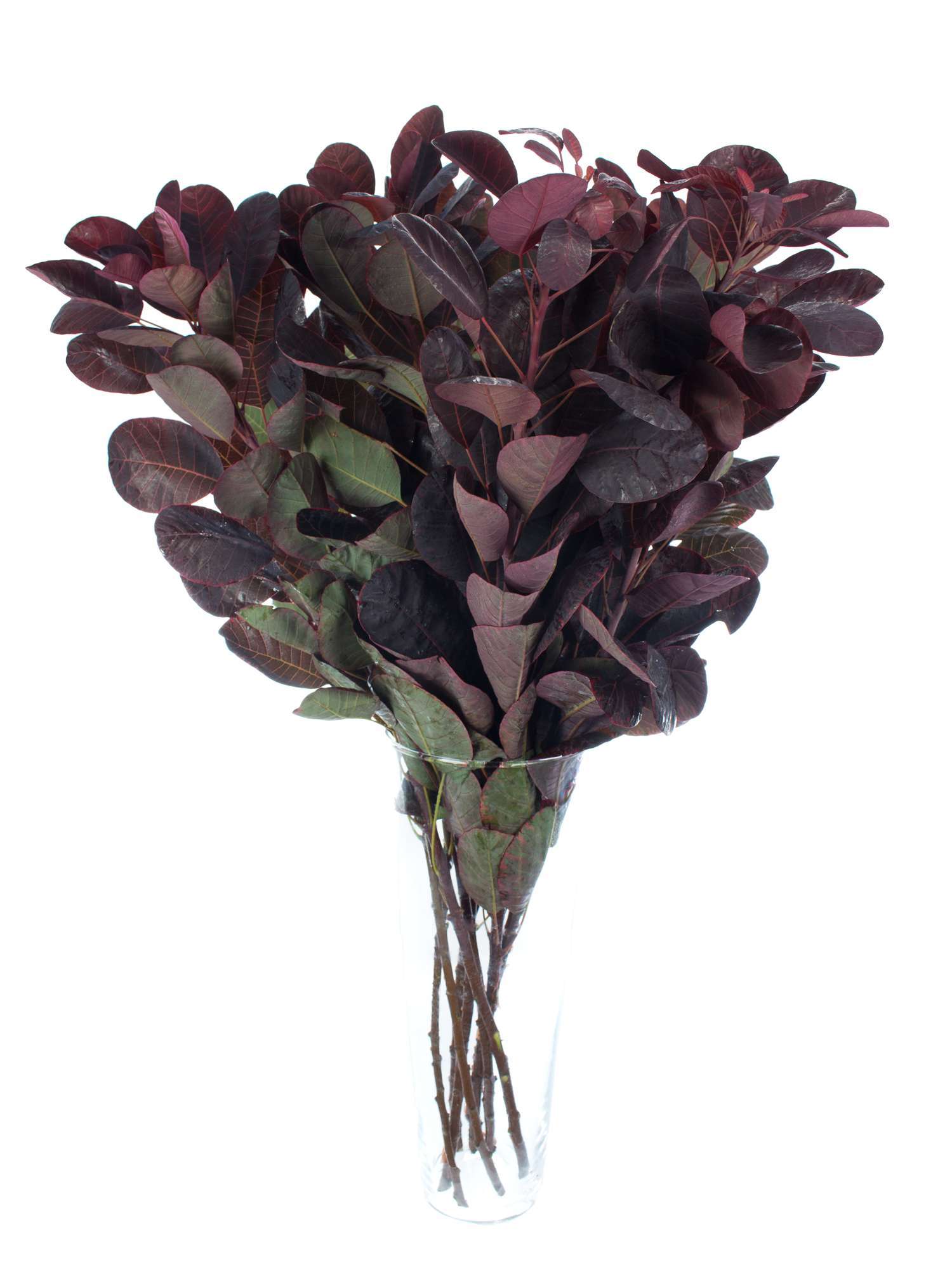 blumigo-blattwerk-cotinus-royal-purple-per-ckenstrauch-zweig-rot-1-stiel image 2