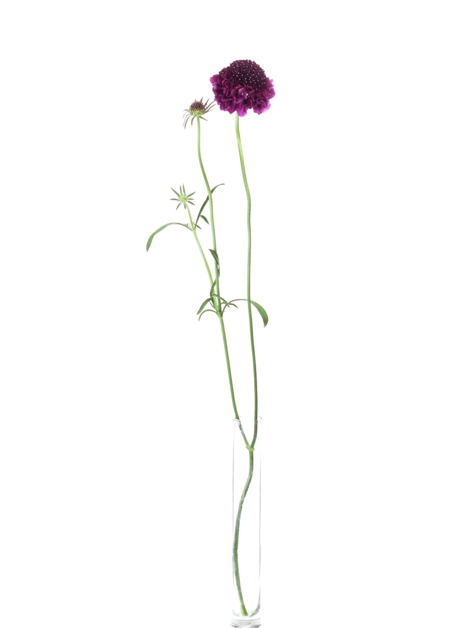 blumigo-skabiosen-velvet-scoop-dunkel-violett-blume image 3