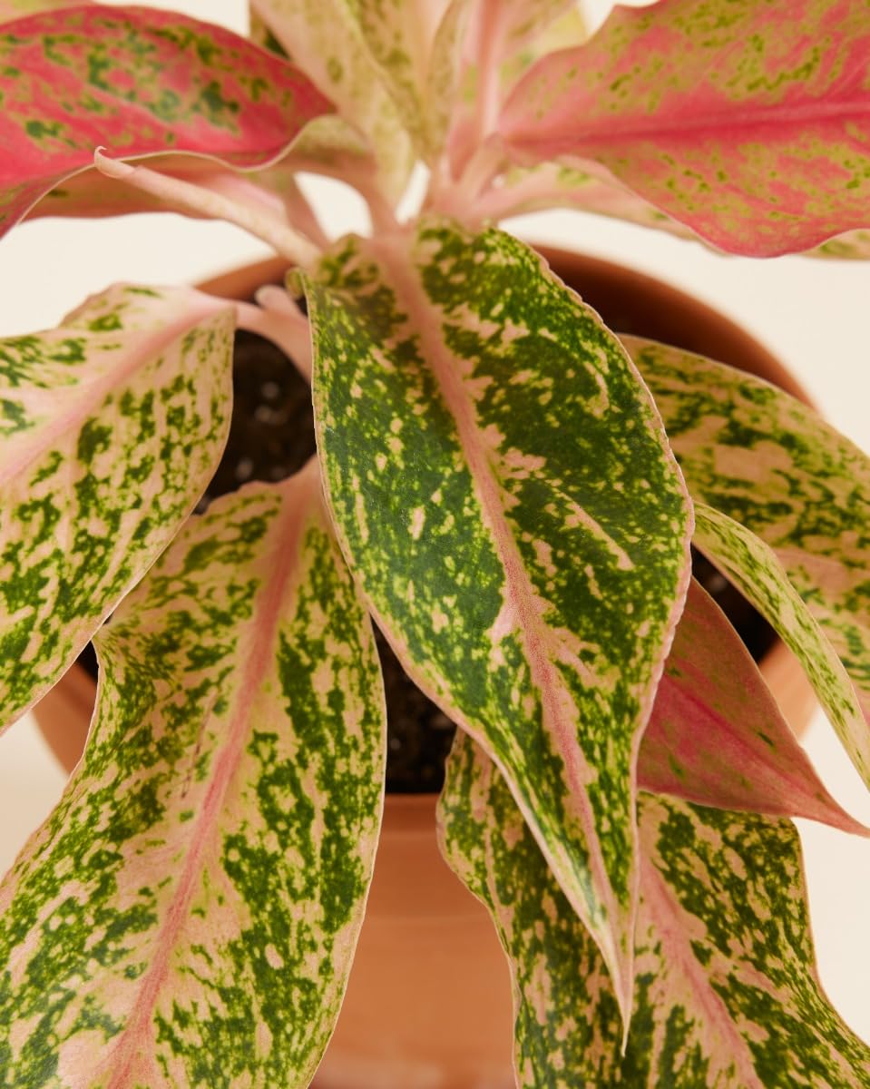 plnts-rareplnts-aglaonema-prosperity-zimmerpflanze-25-cm-rosa image 3