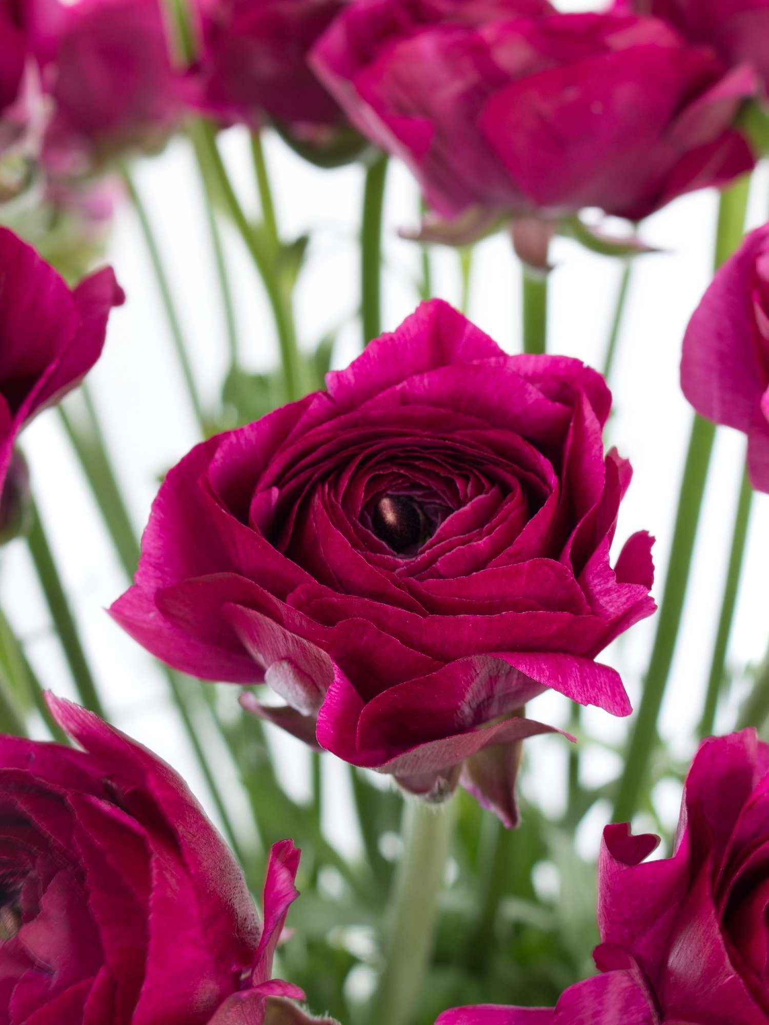 blumigo-ranunkeln-cloni-cherry-violett-xl-schnittblume-in-lila image 1