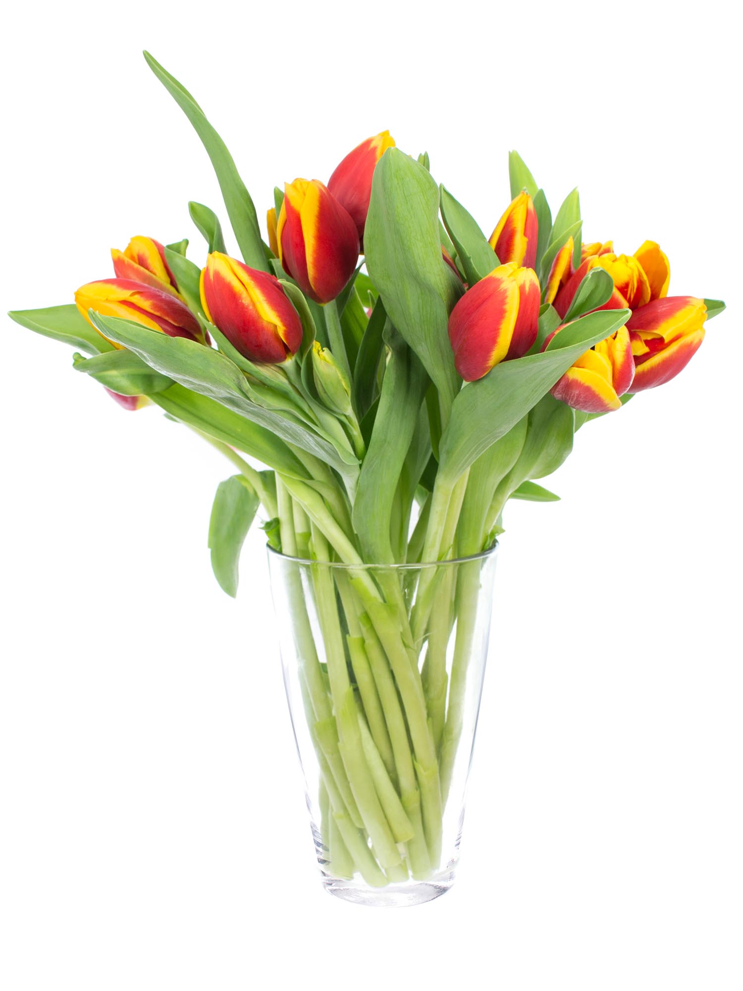 blumigo-tulpen-kees-nelis-rot-gelbe-schnittblumen-1-stiel image 2