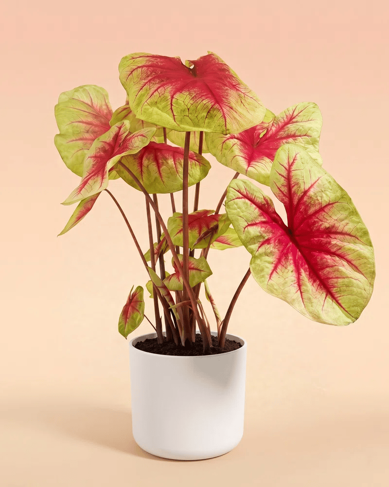 feey-variado-caladium-lemon-blush-zimmerpflanze-ohne-bertopf image 6