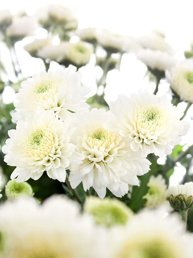 blumigo-herbstdeko-herbstastern-popcorn-wei-schnittblume image 1