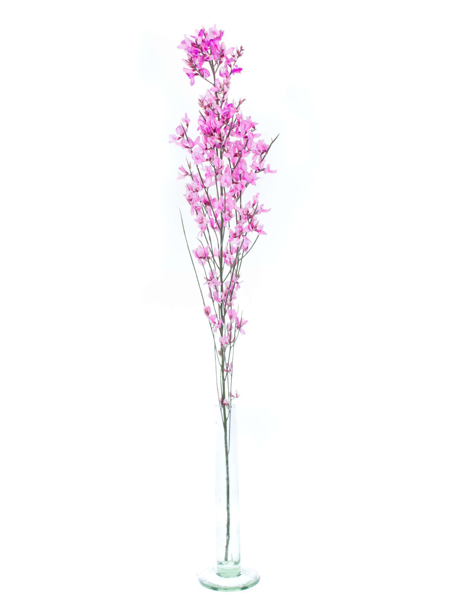 blumigo-zweige-ginster-pink-schnittzweig-rosa-einzeln image 3