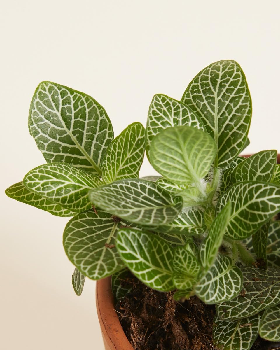 plnts-babyplnts-fittonia-verschaffeltii-10cm-silbernetz image 3