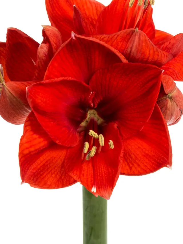 blumigo-amaryllis-red-lion-schnittblume-rot-f-r-bodenvase image 1