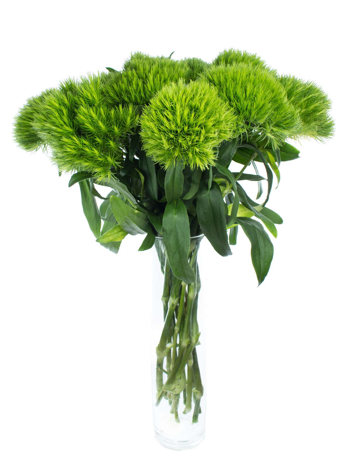 blumigo-nelken-bartnelken-green-trick-schnittblume-gr-n image 2