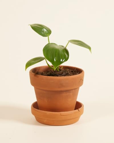 plnts-baby-philodendron-pittieri-zimmerpflanze-10-cm-pflegeleicht image 8