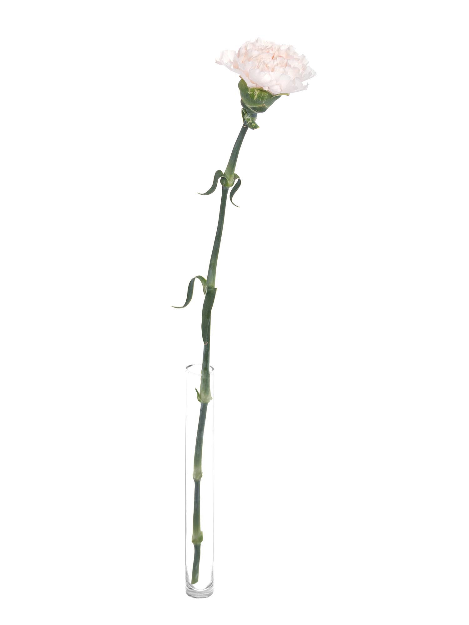 blumigo-brut-edelnelke-creme-apricot-frische-schnittblume image 6