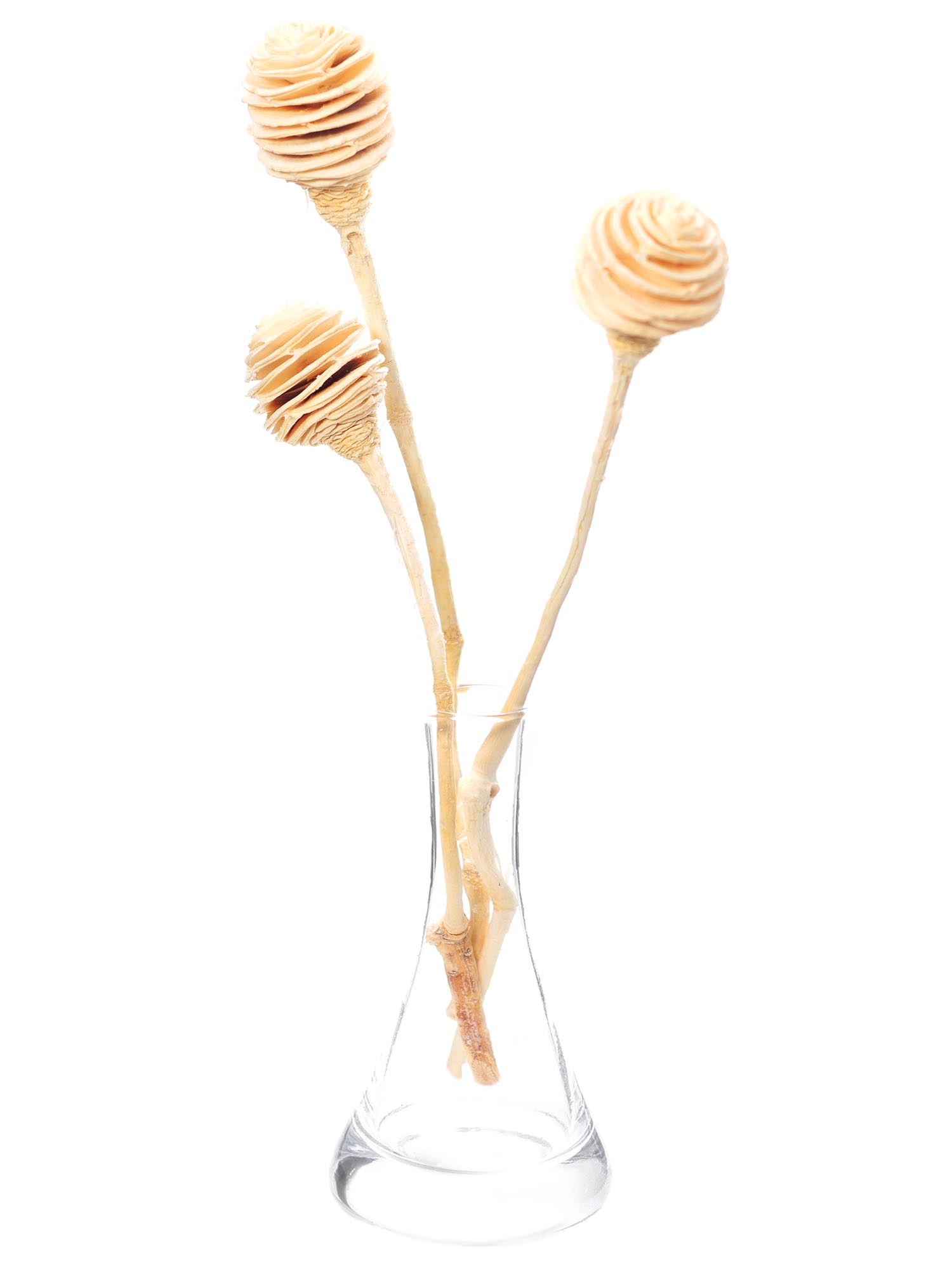 blumigo-trockenblumen-leucadendron-platyspermum-wei-creme-1-bund image 2