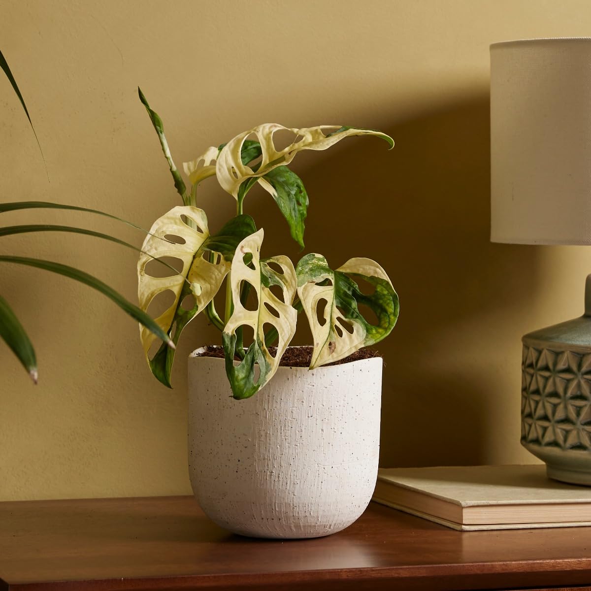 plnts-rareplnts-monstera-adansonii-variegated-zimmerpflanze-25cm image 8