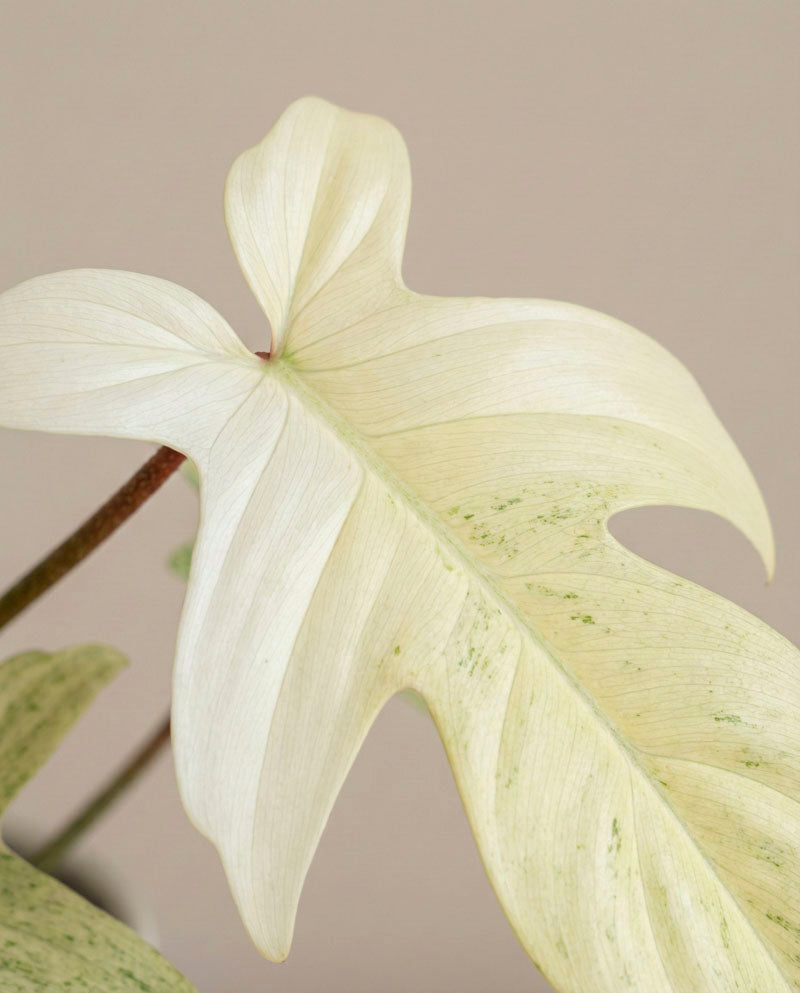 feey-variado-philodendron-florida-ghost-ohne-bertopf image 8