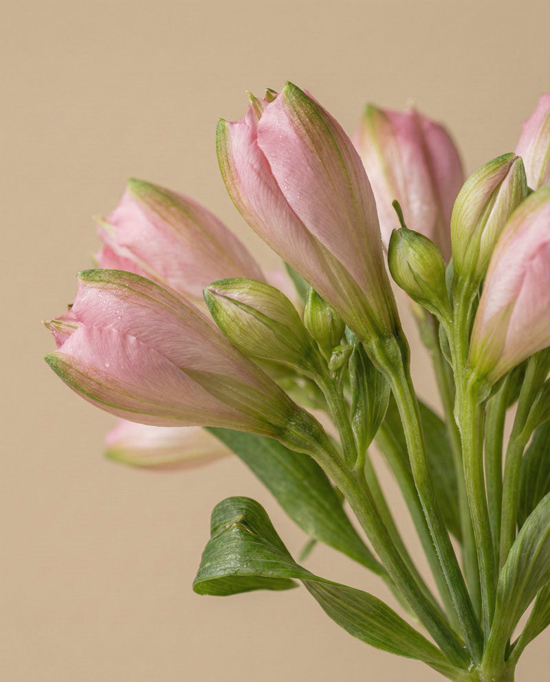 feey-rilio-alstroemeria-rosa-schnittblumen-default image 6